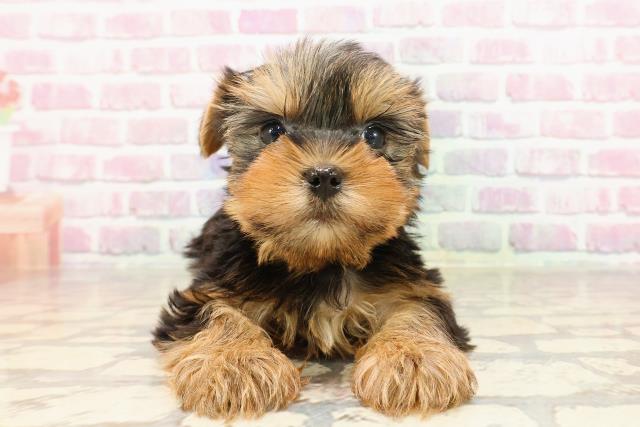 新潟県のヨークシャーテリア (Coo&RIKU新潟東店/2025年5月23日生まれ/男の子/スチールブルータン)の子犬の1枚目の画像