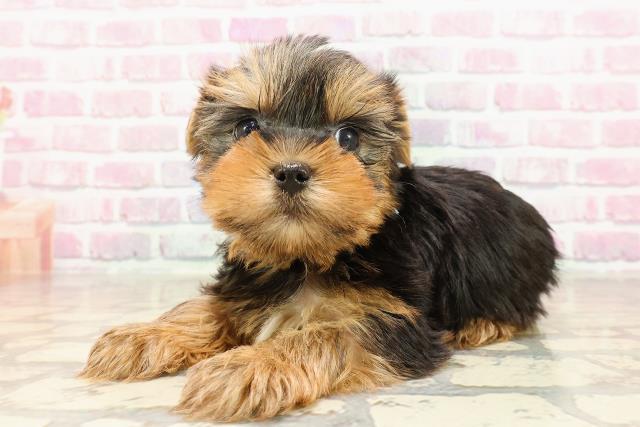 新潟県のヨークシャーテリア (Coo&RIKU新潟東店/2025年5月23日生まれ/男の子/スチールブルータン)の子犬の2枚目の画像