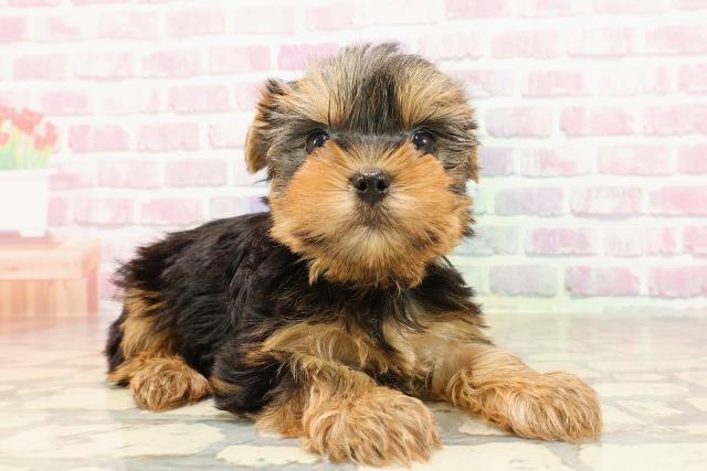 新潟県のヨークシャーテリア (Coo&RIKU新潟東店/2025年5月23日生まれ/男の子/スチールブルータン)の子犬の3枚目の画像