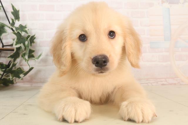 茨城県のゴールデンレトリバー (Coo&RIKU日立店/2025年5月21日生まれ/女の子/ゴールデン)の子犬の1枚目の画像