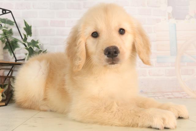茨城県のゴールデンレトリバー (Coo&RIKU日立店/2025年5月21日生まれ/女の子/ゴールデン)の子犬の2枚目の画像