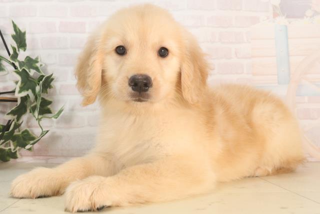茨城県のゴールデンレトリバー (Coo&RIKU日立店/2025年5月21日生まれ/女の子/ゴールデン)の子犬の3枚目の画像