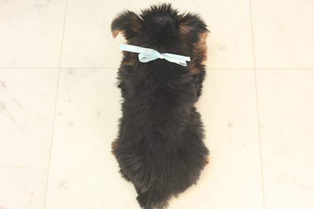 京都府のヨークシャーテリア (Coo&RIKU京都店/2025年5月21日生まれ/男の子/スチールブルータン)の子犬の4枚目の画像