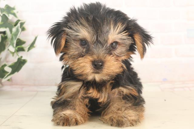 京都府のヨークシャーテリア (Coo&RIKU京都河原町店/2025年5月21日生まれ/男の子/スチールブルータン)の子犬の1枚目の画像