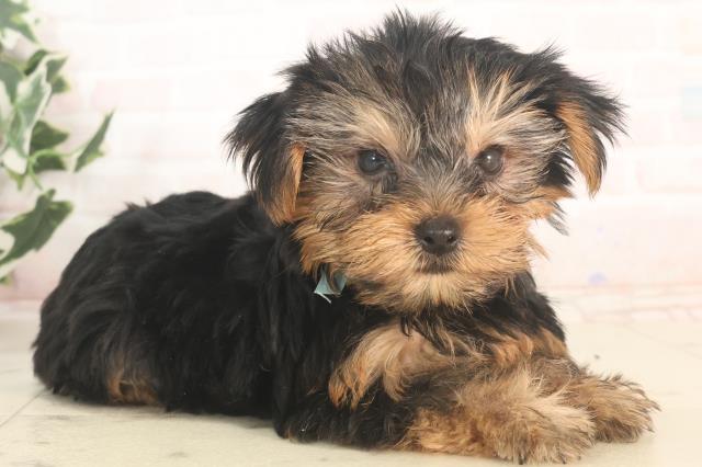 京都府のヨークシャーテリア (Coo&RIKU京都河原町店/2025年5月21日生まれ/男の子/スチールブルータン)の子犬の2枚目の画像