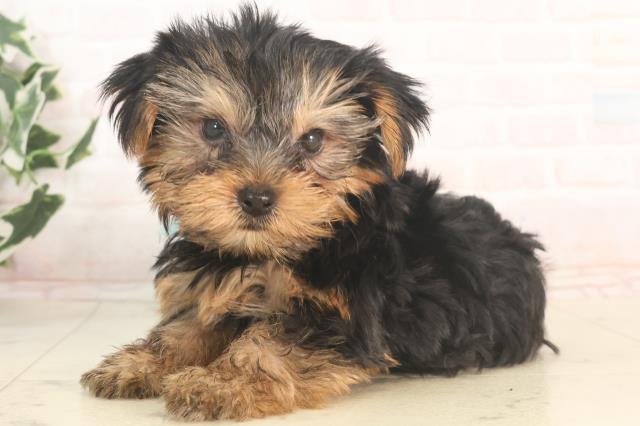 京都府のヨークシャーテリア (Coo&RIKU京都河原町店/2025年5月21日生まれ/男の子/スチールブルータン)の子犬の3枚目の画像