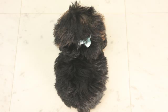 京都府のヨークシャーテリア (Coo&RIKU京都河原町店/2025年5月21日生まれ/男の子/スチールブルータン)の子犬の4枚目の画像