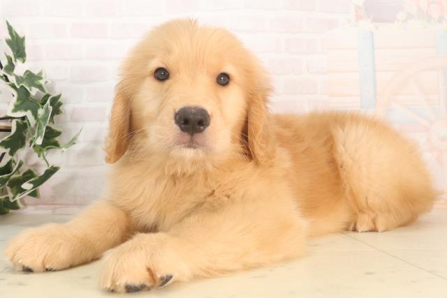 愛媛県のゴールデンレトリバー (Coo&RIKUイオンタウン川之江店/2025年5月22日生まれ/男の子/ゴールデン)の子犬の3枚目の画像