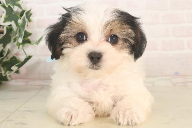 愛媛県のハーフ犬・ミックス犬 (Coo&RIKU愛媛松山店/2025年5月24日生まれ/男の子/ブラックホワイト)の子犬の1枚目の画像