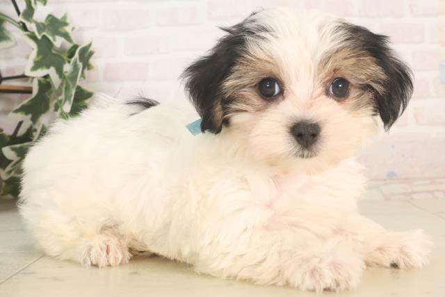 愛媛県のハーフ犬・ミックス犬 (Coo&RIKU愛媛松山店/2025年5月24日生まれ/男の子/ブラックホワイト)の子犬の2枚目の画像
