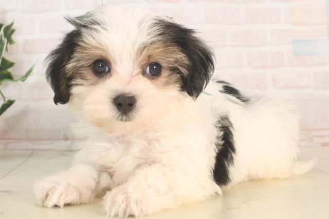 愛媛県のハーフ犬・ミックス犬 (Coo&RIKU愛媛松山店/2025年5月24日生まれ/男の子/ブラックホワイト)の子犬の3枚目の画像