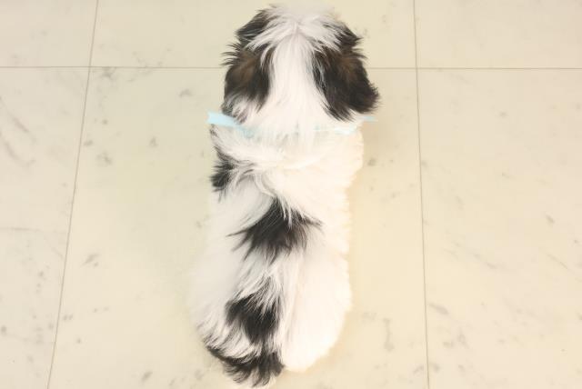 愛媛県のハーフ犬・ミックス犬 (Coo&RIKU愛媛松山店/2025年5月24日生まれ/男の子/ブラックホワイト)の子犬の4枚目の画像