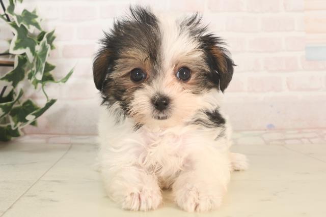 福岡県のハーフ犬・ミックス犬 (Coo&RIKUゆめタウン飯塚店/2025年5月24日生まれ/男の子/ブラックホワイト)の子犬の1枚目の画像