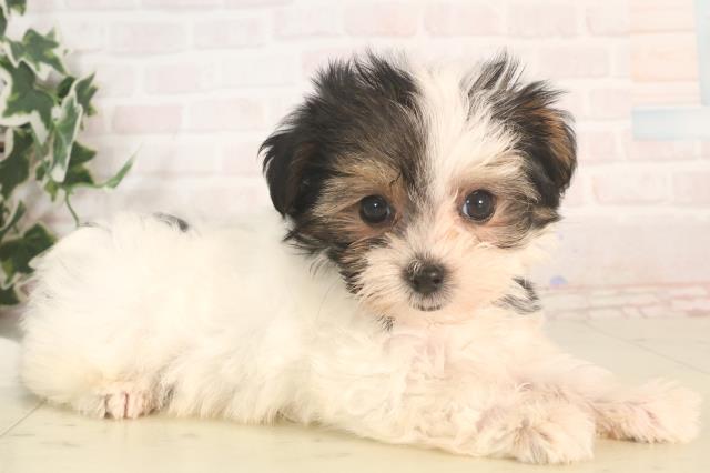 福岡県のハーフ犬・ミックス犬 (Coo&RIKUゆめタウン飯塚店/2025年5月24日生まれ/男の子/ブラックホワイト)の子犬の2枚目の画像