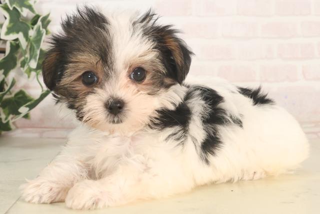 福岡県のハーフ犬・ミックス犬 (Coo&RIKUゆめタウン飯塚店/2025年5月24日生まれ/男の子/ブラックホワイト)の子犬の3枚目の画像