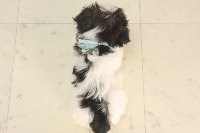 福岡県のハーフ犬・ミックス犬 (Coo&RIKUゆめタウン飯塚店/2025年5月24日生まれ/男の子/ブラックホワイト)の子犬の4枚目の画像