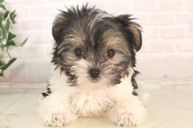 広島県のハーフ犬・ミックス犬 (Coo&RIKU広島北店/2025年5月24日生まれ/女の子/ブラックホワイト)の子犬の1枚目の画像