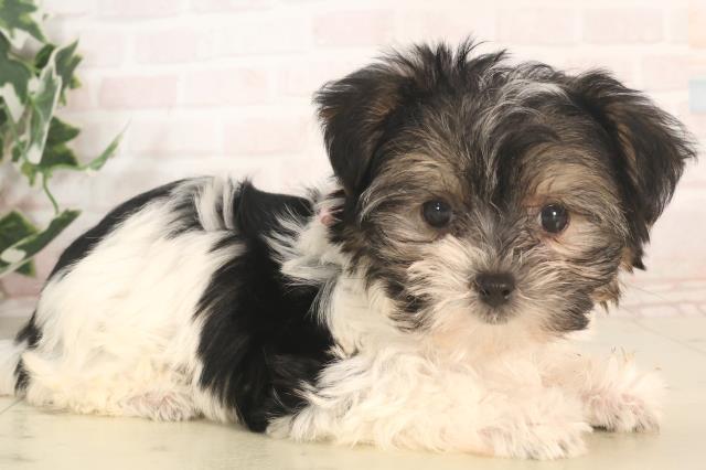 広島県のハーフ犬・ミックス犬 (Coo&RIKU広島北店/2025年5月24日生まれ/女の子/ブラックホワイト)の子犬の2枚目の画像