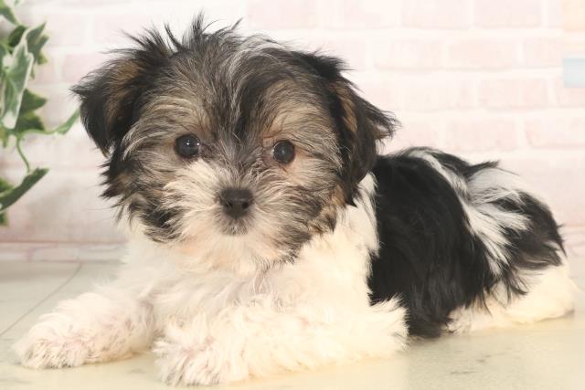 広島県のハーフ犬・ミックス犬 (Coo&RIKU広島北店/2025年5月24日生まれ/女の子/ブラックホワイト)の子犬の3枚目の画像