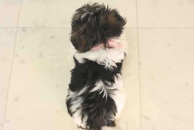 広島県のハーフ犬・ミックス犬 (Coo&RIKU広島北店/2025年5月24日生まれ/女の子/ブラックホワイト)の子犬の4枚目の画像