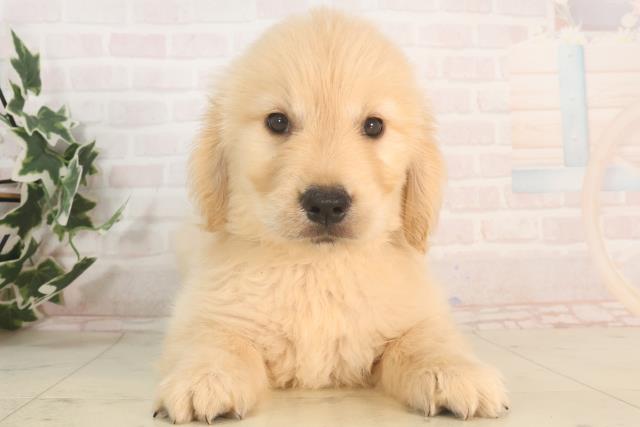 千葉県のゴールデンレトリバー (Coo&RIKU八街店/2025年5月25日生まれ/女の子/ゴールデン)の子犬
