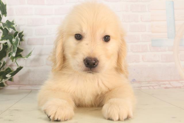 岡山県のゴールデンレトリバー (Coo&RIKU岡山店/2025年5月25日生まれ/女の子/ゴールデン)の子犬