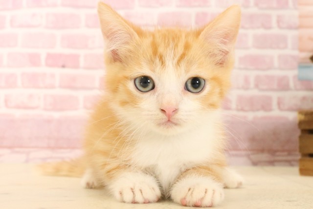 熊本県のマンチカン (Coo&RIKUイオンモール宇城店/2025年5月22日生まれ/男の子/レッドタビーホワイト)の子猫の1枚目の画像