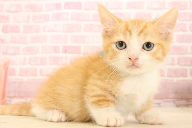 熊本県のマンチカン (Coo&RIKUイオンモール宇城店/2025年5月22日生まれ/男の子/レッドタビーホワイト)の子猫の2枚目の画像