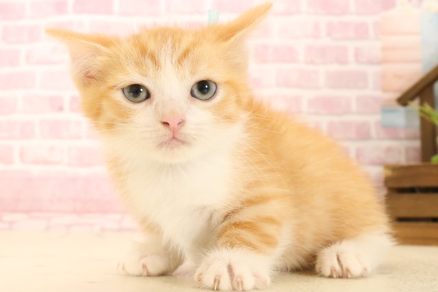 熊本県のマンチカン (Coo&RIKUイオンモール宇城店/2025年5月22日生まれ/男の子/レッドタビーホワイト)の子猫の3枚目の画像