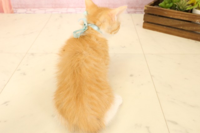 熊本県のマンチカン (Coo&RIKUイオンモール宇城店/2025年5月22日生まれ/男の子/レッドタビーホワイト)の子猫の4枚目の画像