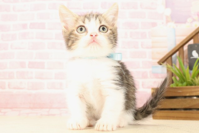 京都府のマンチカン (Coo&RIKU舞鶴店/2025年5月22日生まれ/男の子/ブラウンタビーホワイト)の子猫の1枚目の画像