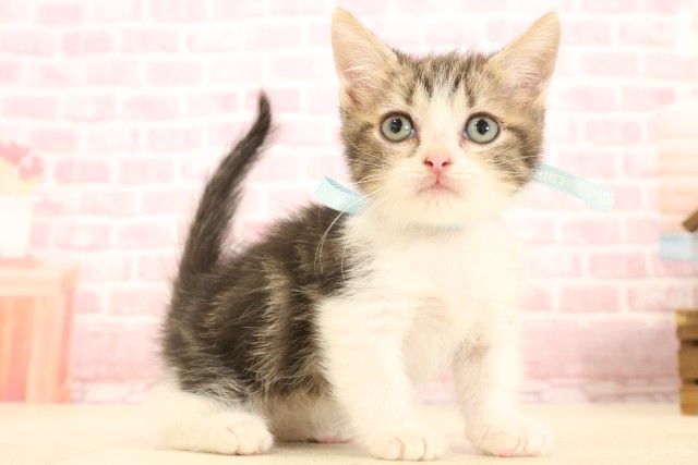 京都府のマンチカン (Coo&RIKU舞鶴店/2025年5月22日生まれ/男の子/ブラウンタビーホワイト)の子猫の2枚目の画像