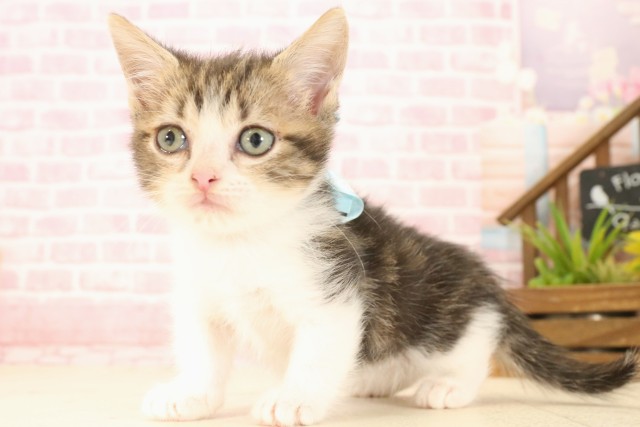 京都府のマンチカン (Coo&RIKU舞鶴店/2025年5月22日生まれ/男の子/ブラウンタビーホワイト)の子猫の3枚目の画像