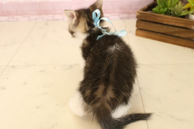 京都府のマンチカン (Coo&RIKU舞鶴店/2025年5月22日生まれ/男の子/ブラウンタビーホワイト)の子猫の4枚目の画像