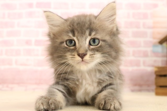 ノルウェージャン・フォレストキャット