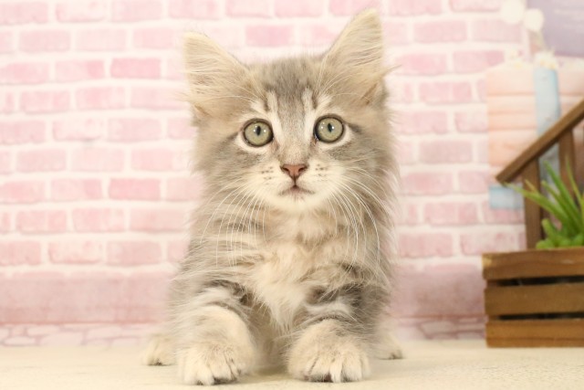 ノルウェージャン・フォレストキャット
