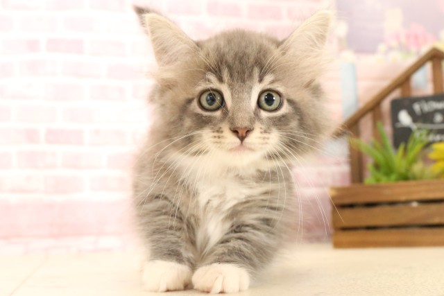 ノルウェージャン・フォレストキャット