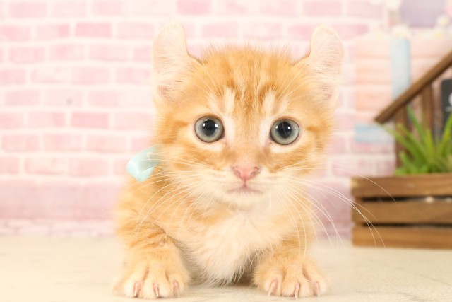 福岡県のアメリカンカール (Coo&RIKU福岡古賀店/2025年5月23日生まれ/男の子/レッドタビー)の子猫の1枚目の画像