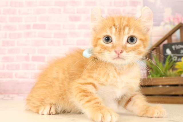 福岡県のアメリカンカール (Coo&RIKU福岡古賀店/2025年5月23日生まれ/男の子/レッドタビー)の子猫の2枚目の画像