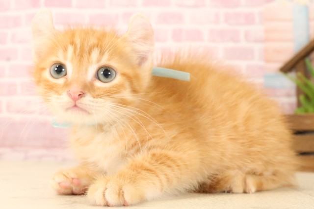 福岡県のアメリカンカール (Coo&RIKU福岡古賀店/2025年5月23日生まれ/男の子/レッドタビー)の子猫の3枚目の画像