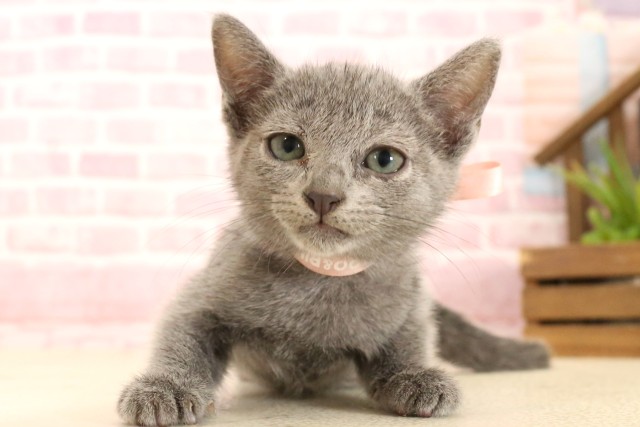 ワンちゃん・ネコちゃん(子犬・子猫)検索結果 | ペットショップ