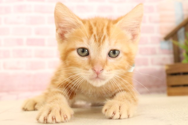 広島県のマンチカン (Coo&RIKU東広島店/2025年5月22日生まれ/男の子/レッドタビー)の子猫の1枚目の画像