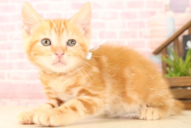 広島県のマンチカン (Coo&RIKU東広島店/2025年5月22日生まれ/男の子/レッドタビー)の子猫の3枚目の画像