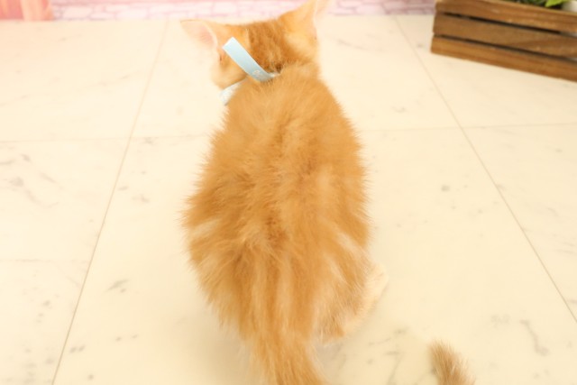 広島県のマンチカン (Coo&RIKU東広島店/2025年5月22日生まれ/男の子/レッドタビー)の子猫の4枚目の画像