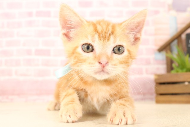 大分県のマンチカン (Coo&RIKU大分店/2025年5月22日生まれ/男の子/レッドタビー)の子猫の1枚目の画像