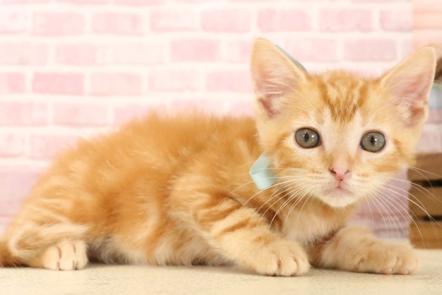 大分県のマンチカン (Coo&RIKU大分店/2025年5月22日生まれ/男の子/レッドタビー)の子猫の2枚目の画像
