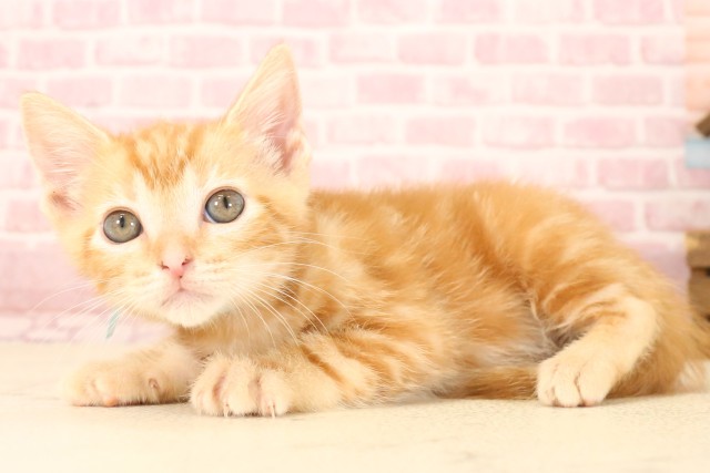大分県のマンチカン (Coo&RIKU大分店/2025年5月22日生まれ/男の子/レッドタビー)の子猫の3枚目の画像