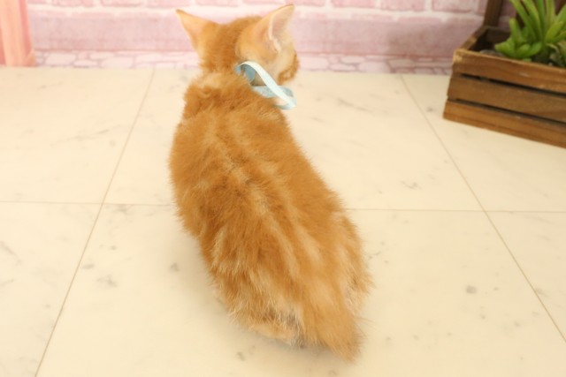 大分県のマンチカン (Coo&RIKU大分店/2025年5月22日生まれ/男の子/レッドタビー)の子猫の4枚目の画像