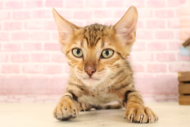 福岡県のトイガー (Coo&RIKU黒崎店/2025年4月23日生まれ/男の子/ブラウンスポットタビー)の子猫の1枚目の画像