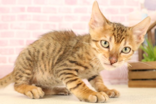 福岡県のトイガー (Coo&RIKU黒崎店/2025年4月23日生まれ/男の子/ブラウンスポットタビー)の子猫の2枚目の画像